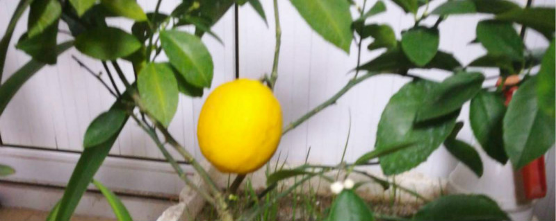 柠檬冬季开花怎么处理，冬天怎么养