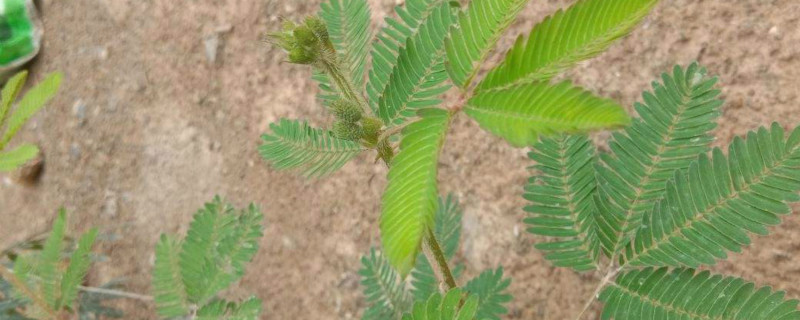 含羞草的种植养护方法