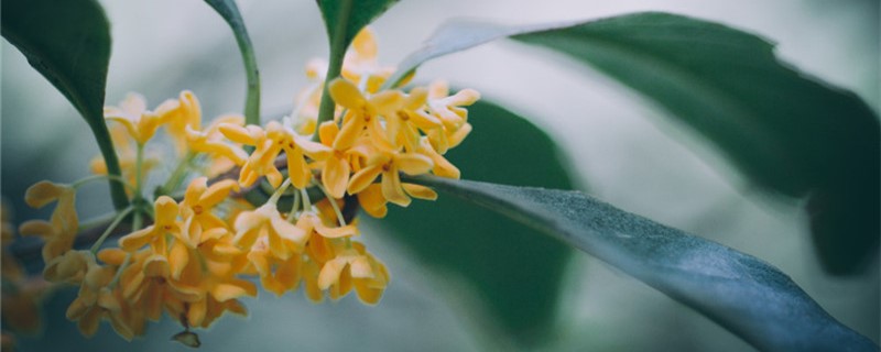 桂花要如何嫁接？桂花的嫁接技巧分享