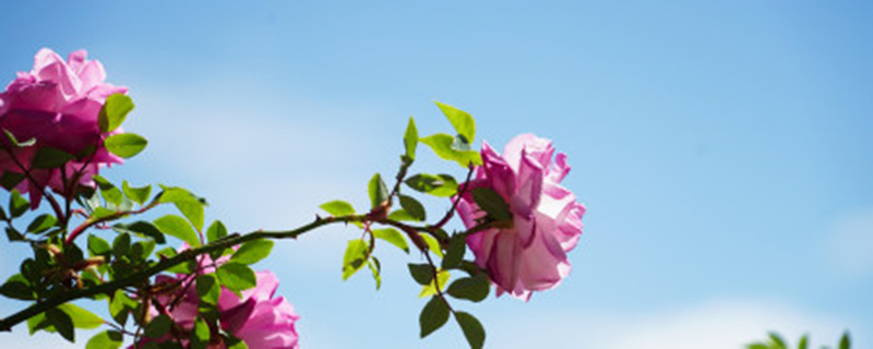 蔷薇花的栽培方法及繁殖方式