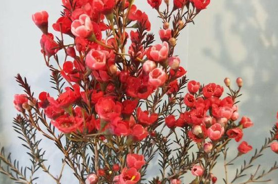 风蜡花的花语