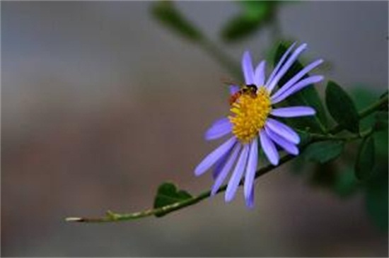 狗娃花的养殖方法和注意事项