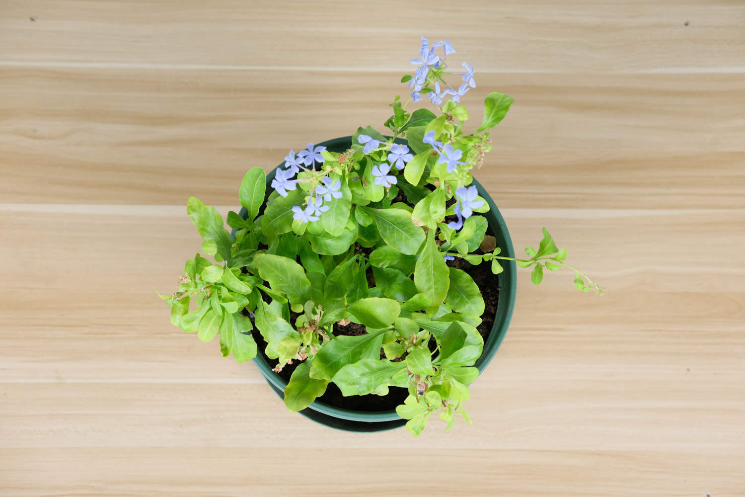 蓝雪花