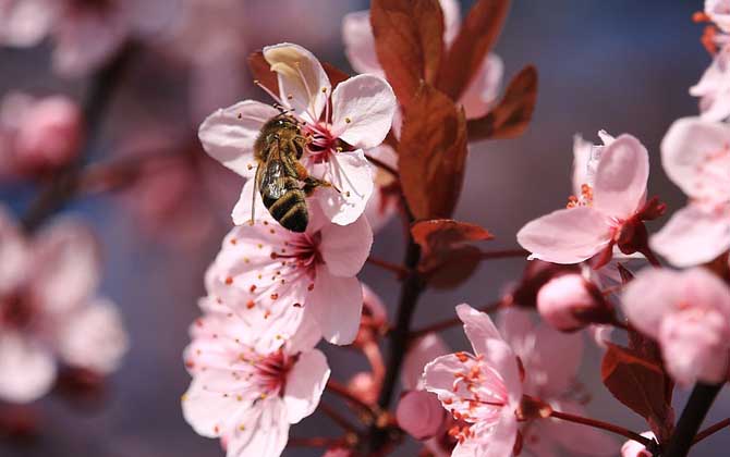 西方蜜蜂