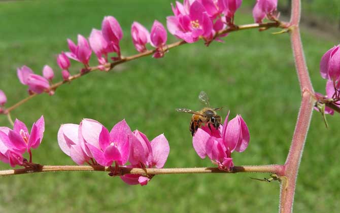 蜜蜂养殖成本