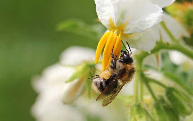 养50箱蜜蜂能挣多少钱？