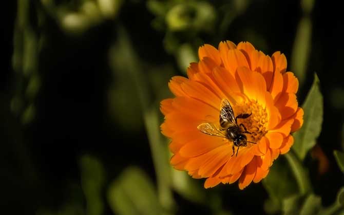 蜜蜂酿蜜过程是怎样的？