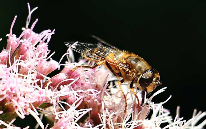 蜜蜂一生能采多少蜂蜜？