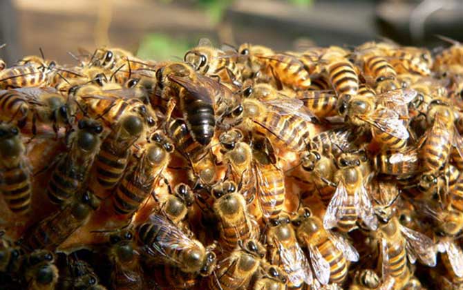 中蜂养殖技术
