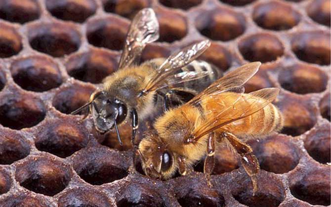 蜂毒提取与加工技术