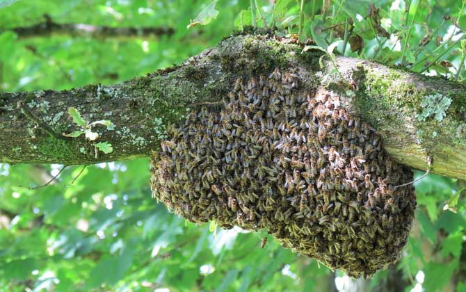 中蜂人工分蜂技术