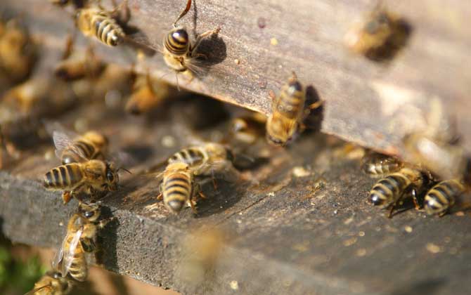 蜜蜂麻痹病的症状及防治