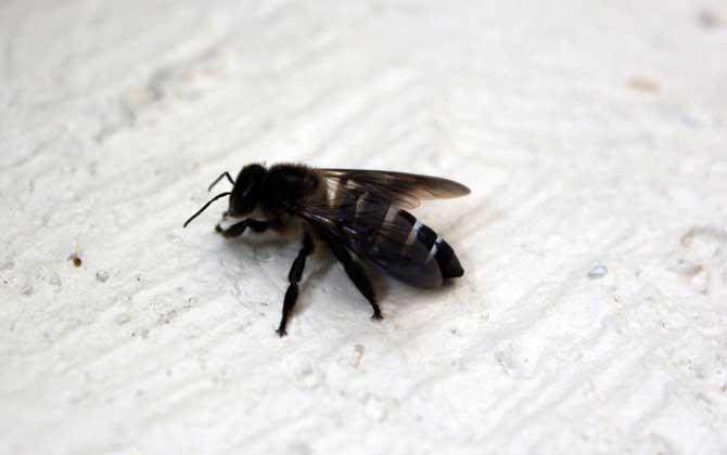 新疆黑蜂