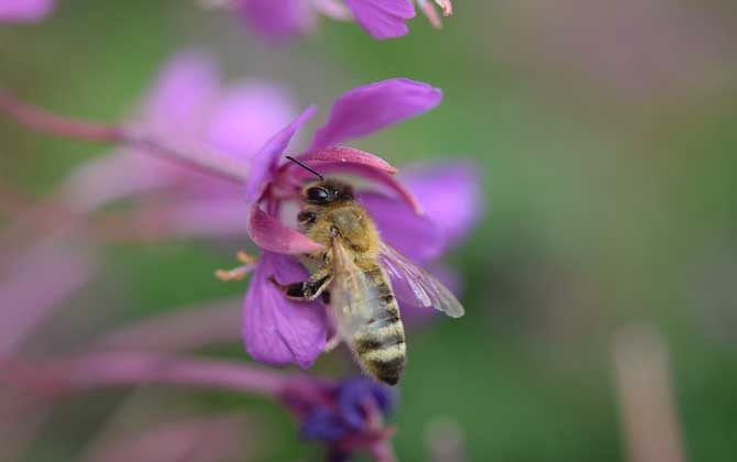 蜜蜂怎么过冬