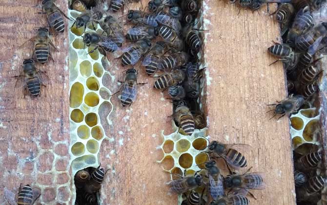空蜂箱怎么引来蜜蜂？