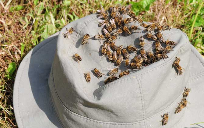 养100箱蜜蜂要多少资金？