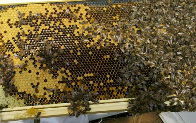 几月份买蜜蜂群最合适？