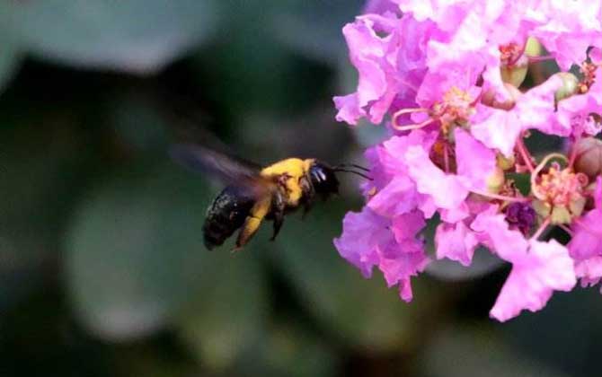 南方黑色蜂是什么蜂？