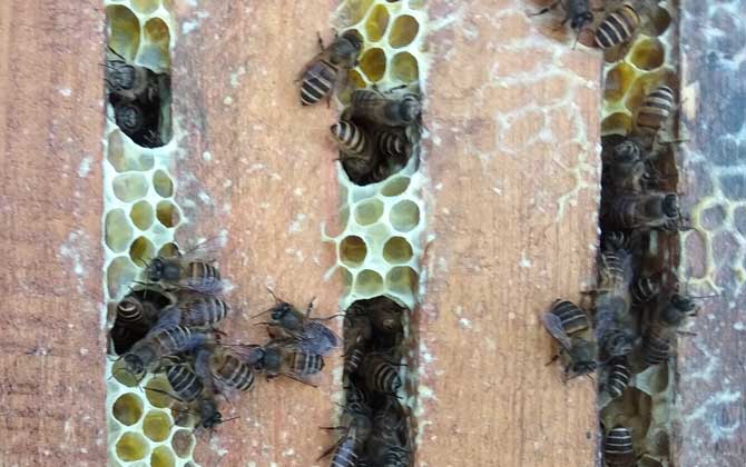 丰满图片蜜蜂蜂螨图片图片