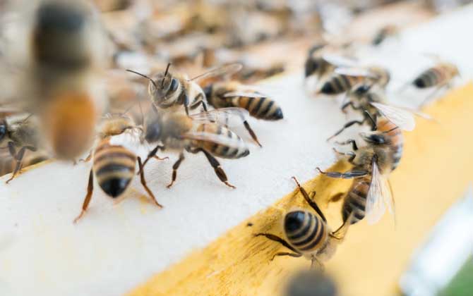 养蜂技术及蜂群管理