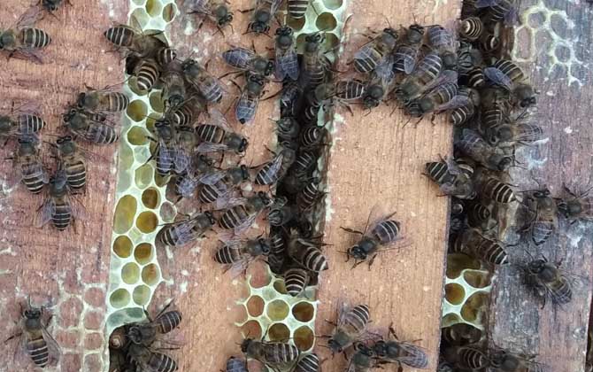 怎样才能养好中华蜜蜂？