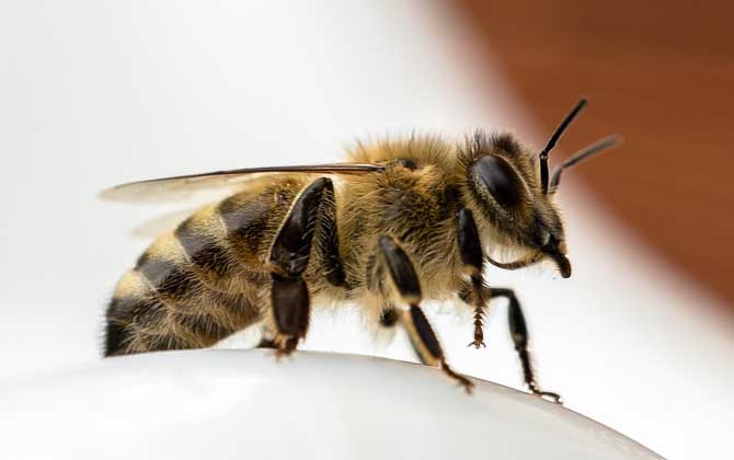 中蜂和意蜂混养的技巧