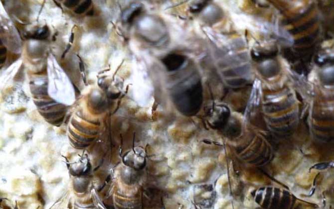 中蜂双王群高效养殖技术