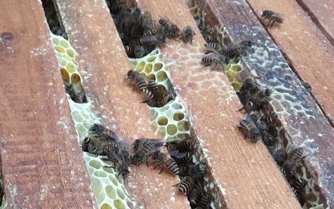 中蜂喂什么繁殖快？