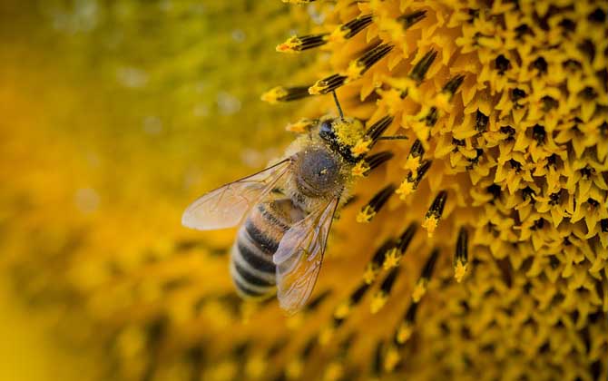 蜜蜂的生物学特性