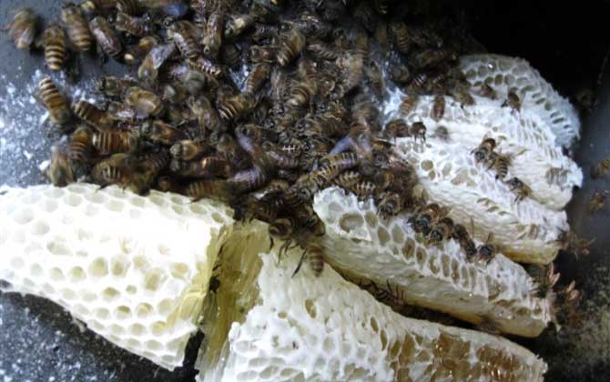 我国饲养的蜜蜂有哪些种类？