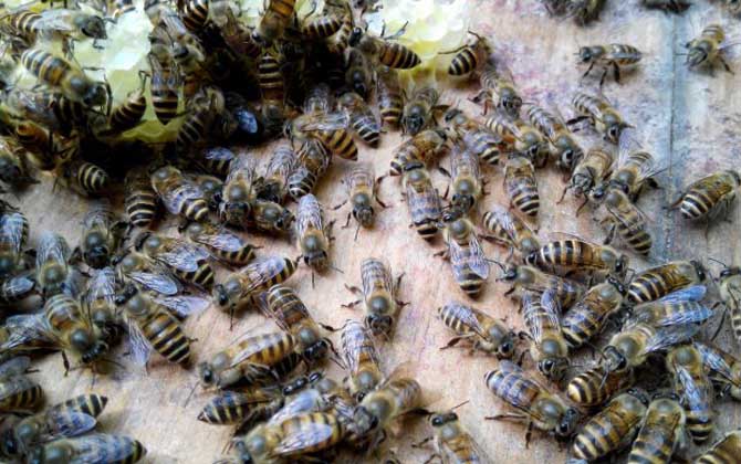 中蜂一年自然分蜂几次？