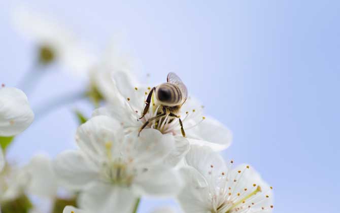 蜜蜂采蜜