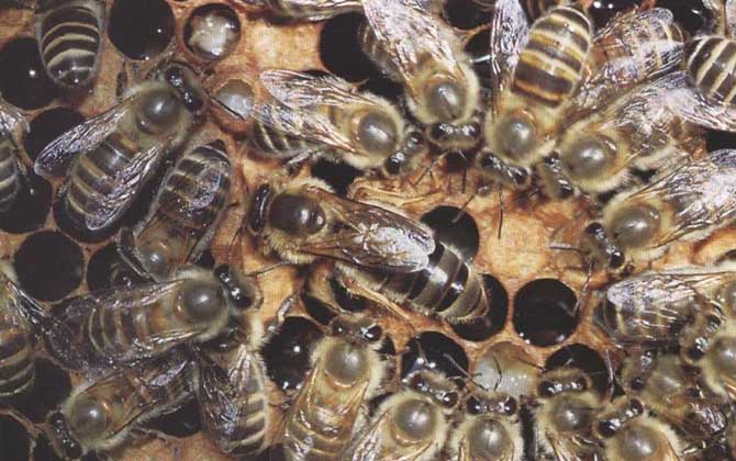 中华蜜蜂的种类及图片大全