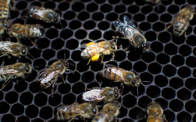 蜂螨怎么防治最有效？