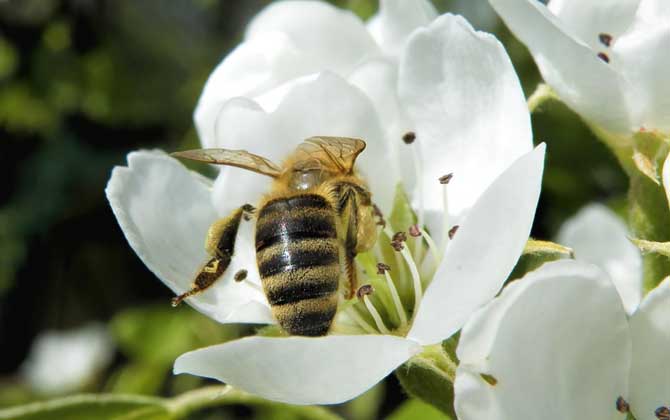 蜜蜂为什么在巢门口扇风？