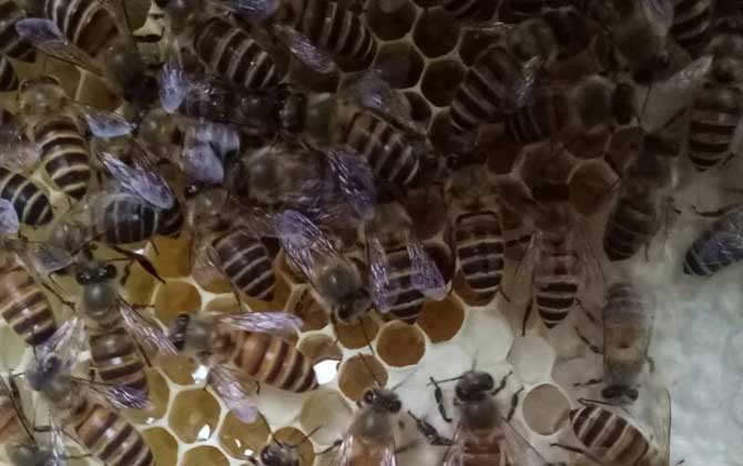 蜜蜂生棉虫用什么药？