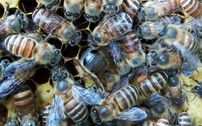 中蜂冬季养殖管理技术