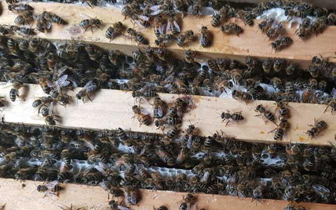 买一箱蜜蜂大概多少钱 哪里有卖蜜蜂的多少钱一箱