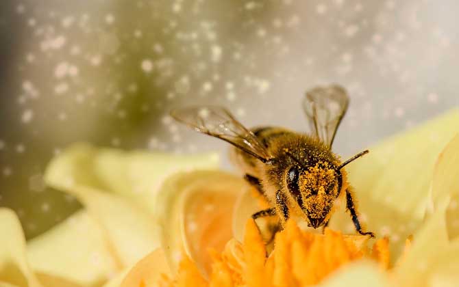 蜜蜂是怎么酿蜜的？