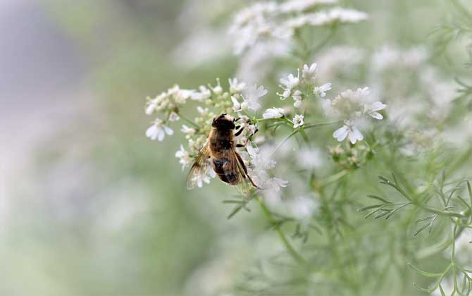 野生蜜蜂