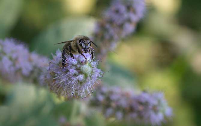 野生蜜蜂