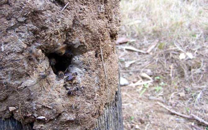 如何收捕树洞中的野生蜜蜂？