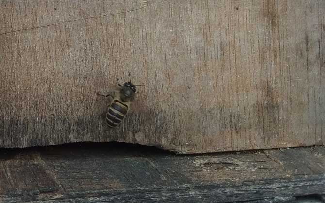 蜂箱引蜂