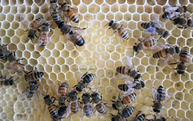 蜜蜂夏季快速繁殖