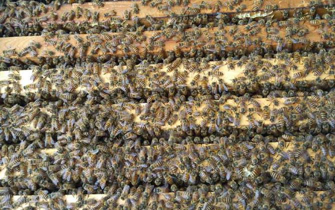 蜜蜂夏季快速繁殖