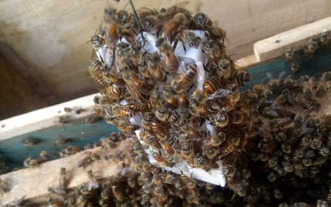 夏季养蜂如何防暑降温？