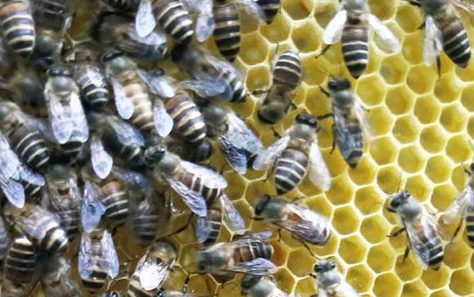 蜜蜂秋季养殖