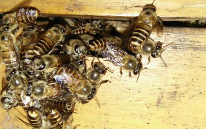 蜜蜂秋季养殖