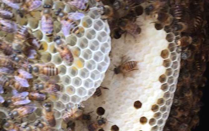 蜜蜂冬季养殖