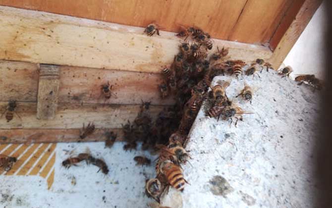 蜜蜂越冬死亡